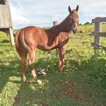 LOTE 010 - BRUTUS FIESTA