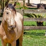 LOTE 008 - BARRO PRETO CALIFÓRNIA