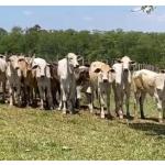 LOTE 001 - 20 NOVILHAS DE ANO