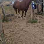 LOTE 019 - SILVER PEPPY DOC