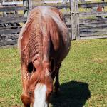 LOTE 006 - REYCIS GUNNER WHIZ