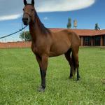 LOTE 013 - HANNA SMOKIN