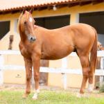 LOTE 010 - METALLIC BLUE JEANS