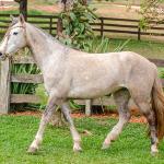 LOTE 004 - TACA CRIOLLA BIEN MANDADA