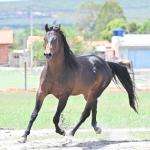 LOTE -100 - GRANITE LAKE MERRY (Venda de Cobertura)