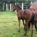 LOTE 021 - NOME A ESCOLHER (LENA DUAL HICK LCDP)