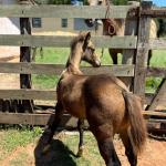 LOTE 013 - STONE SHINERS GUN