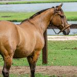 LOTE 005 - SAFIRA DA RIO BONITO