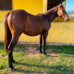 LOTE 011 - FLIKA APOLO DIEGO