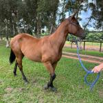 LOTE 013 - HANNA SMOKIN