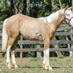 LOTE 014 - BLUE EYES FACE GUN