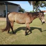 LOTE 010 - SHINER’S CLUB LOA