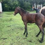 LOTE 019 - NOME A ESCOLHER (POCO MELODYS MG2)