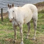 LOTE 022 - SUGARFOOT