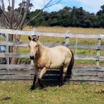 LOTE 009 - CRISTAL SMART CHEX