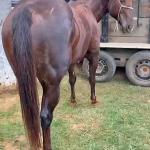 LOTE 004 - CRACKIN FOR YOU (3x1)