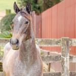 LOTE 006 - ROSA NEGRA DE SANTA CARMELITA