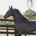 LOTE 005 - DOC S METALIC BAR TZ