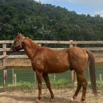 LOTE 009 - KING ZANA G2