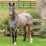 LOTE 006 - ROSA NEGRA DE SANTA CARMELITA