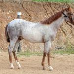 LOTE 017 - TIME WHIZ HOLLY CAT