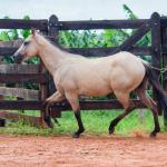 LOTE 011 - BOB DUN’IT MIME