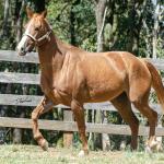 LOTE 016 - CD BEAVERZITA