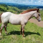 LOTE 020 - NOME A ESCOLHER (LILI A SHINE)