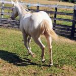 LOTE 004 - LADY SHINNING CHEX