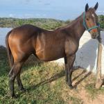 LOTE 011 - FLIKA APOLO DIEGO