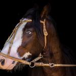 LOTE -100 - JA VINTÉM (Venda de Coberturas)