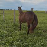 LOTE 006 - BELLA BULLET DOCTOR