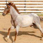 LOTE 017 - TIME WHIZ HOLLY CAT