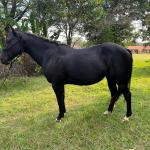 LOTE 002 - NOITE CASH (EMBRIÃO À SER EVETIVADO COM GARANHÃO - DARK SAN PINE - Reg: P195494 - QM - PO)
