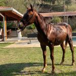 LOTE 013 - STARK RED KING