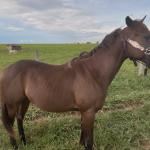 LOTE 006 - BELLA BULLET DOCTOR