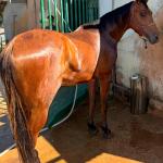 LOTE 009 - TORNADO BEN ROXO
