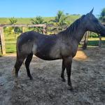 LOTE 012 - METALLICA PEPTO NC