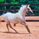 LOTE 016 - LAST BET VRA