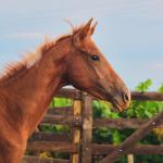 LOTE 018 - MOON OAK IN BLUE