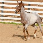 LOTE 017 - TIME WHIZ HOLLY CAT