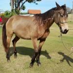 LOTE 010 - SHINER’S CLUB LOA