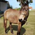 LOTE 010 - SHINER’S CLUB LOA