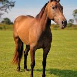 LOTE 021 - SINDY JAC CIELO