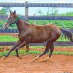 LOTE 014 - HILIGHT GOTTA GUN