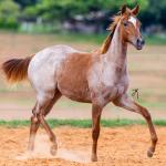 LOTE 003 - METALIC SOMEBODY WSR