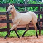 LOTE 011 - BOB DUN’IT MIME