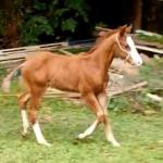 LOTE 016 - NOME A ESCOLHER (MONKEY GOTTA GUN)