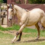 LOTE 007 - BARRO PRETO CATALUNHA