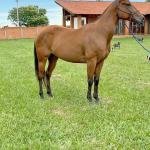 LOTE 013 - HANNA SMOKIN